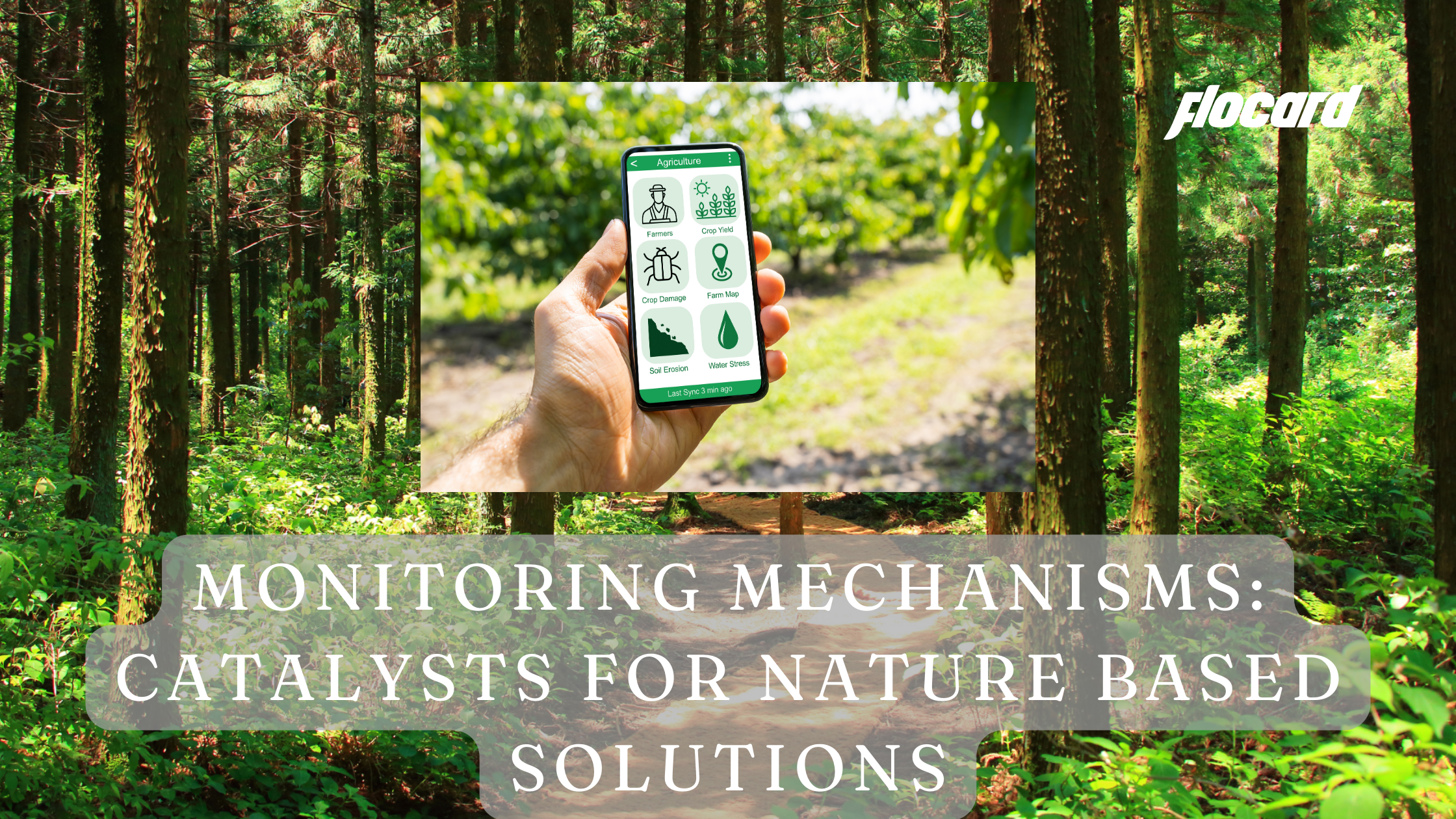 Navigating Challenges in the Voluntary Carbon Market